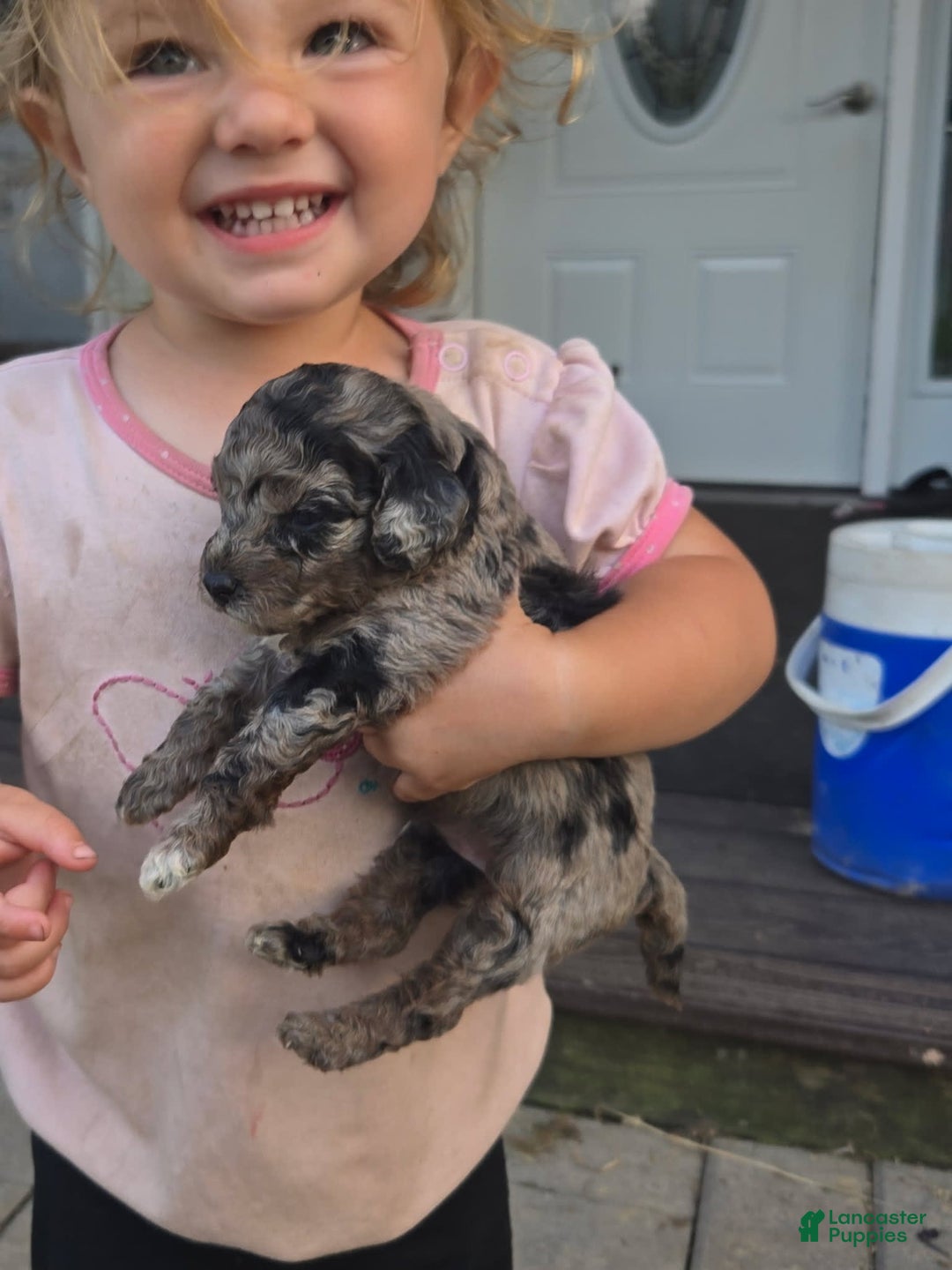 Miniature Poodle dogs for sale: Roscoe - Image 4