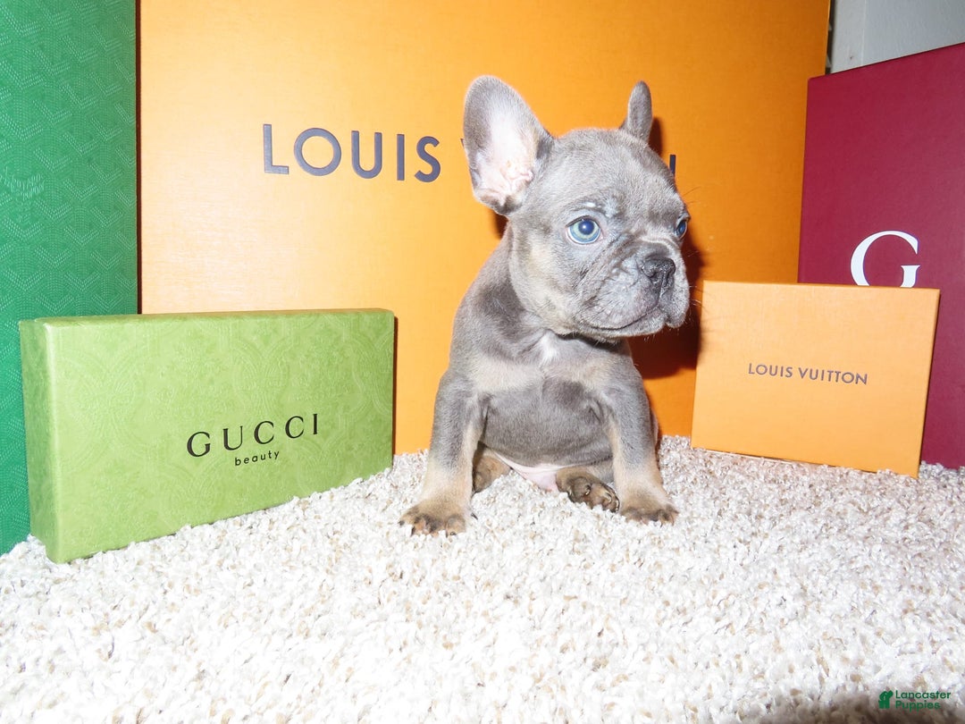 French Bulldog dogs for sale: Pluto - Image 3