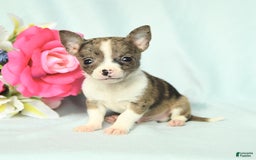 Chihuahua dogs for sale: Toby - Image 1
