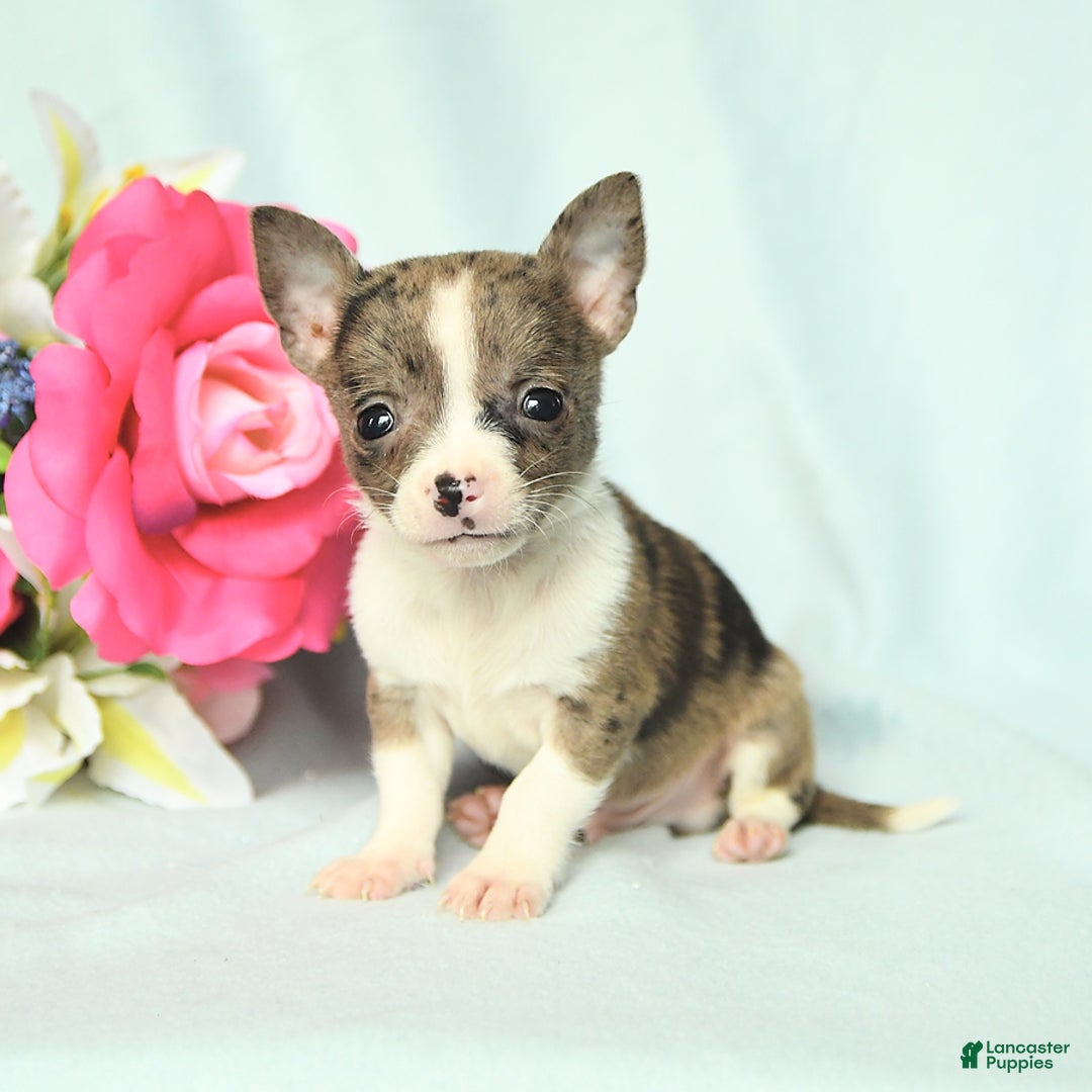Chihuahua dogs for sale: Toby - Image 1
