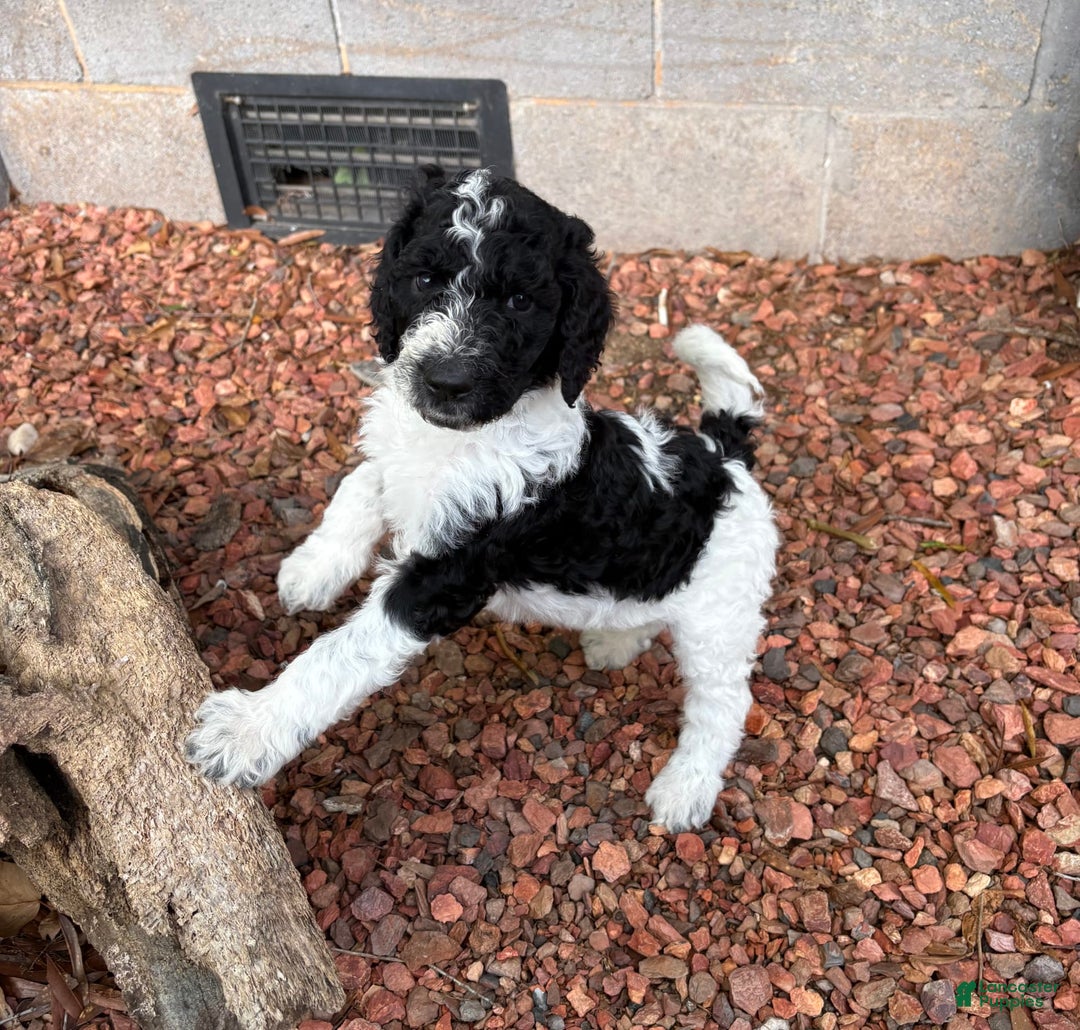 Standard Poodle dogs for sale: Lighting - Image 1