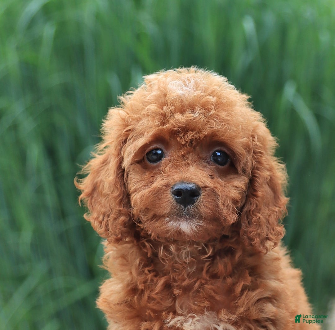 Miniature Poodle dogs for sale: Hazel - Image 2