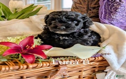 Mini Bernedoodle dogs for sale: Luna B. - Image 7