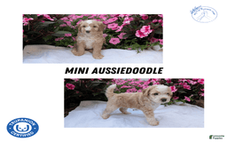 Mini Aussiedoodle dogs for sale: Rover - Image 3