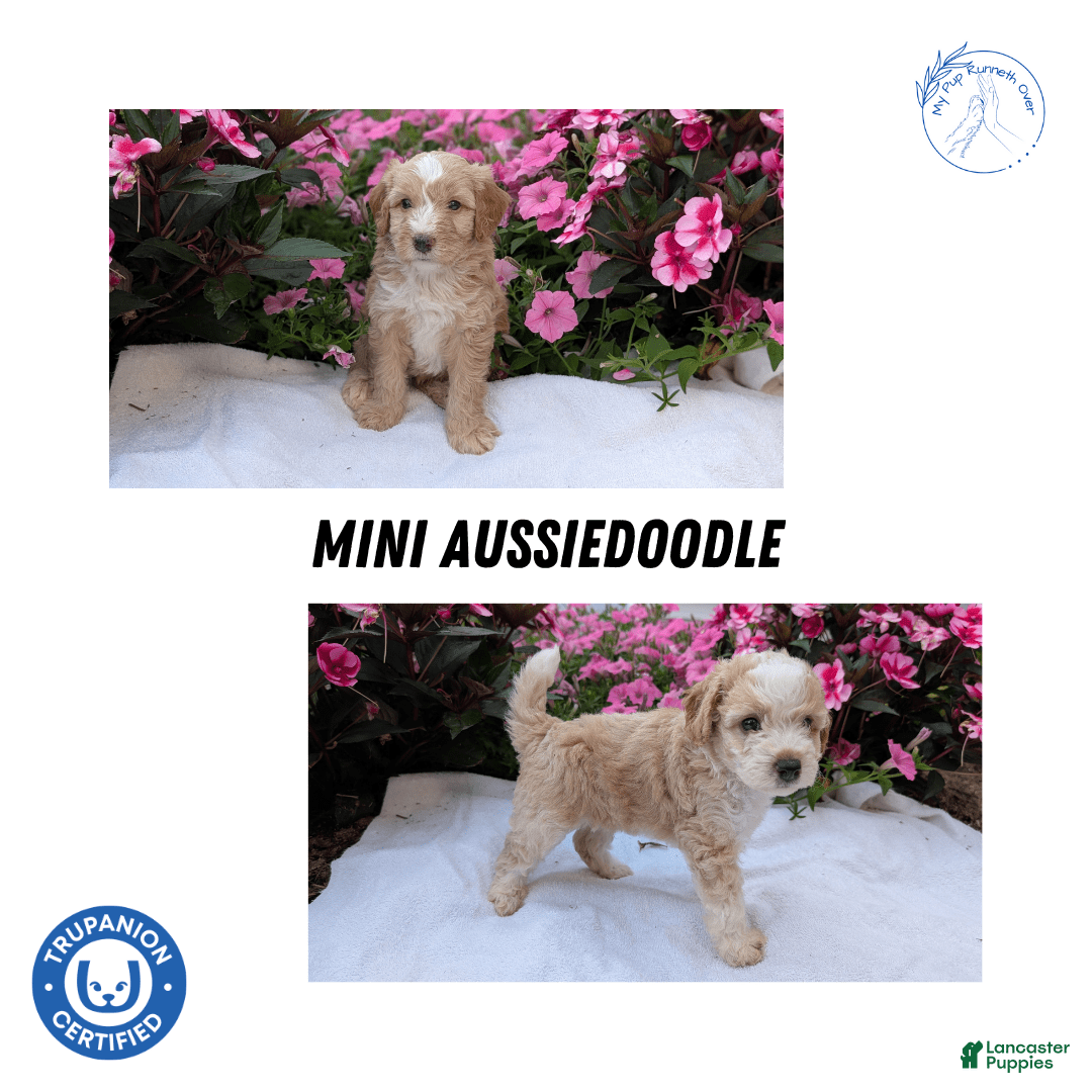 Mini Aussiedoodle dogs for sale: Rover - Image 3