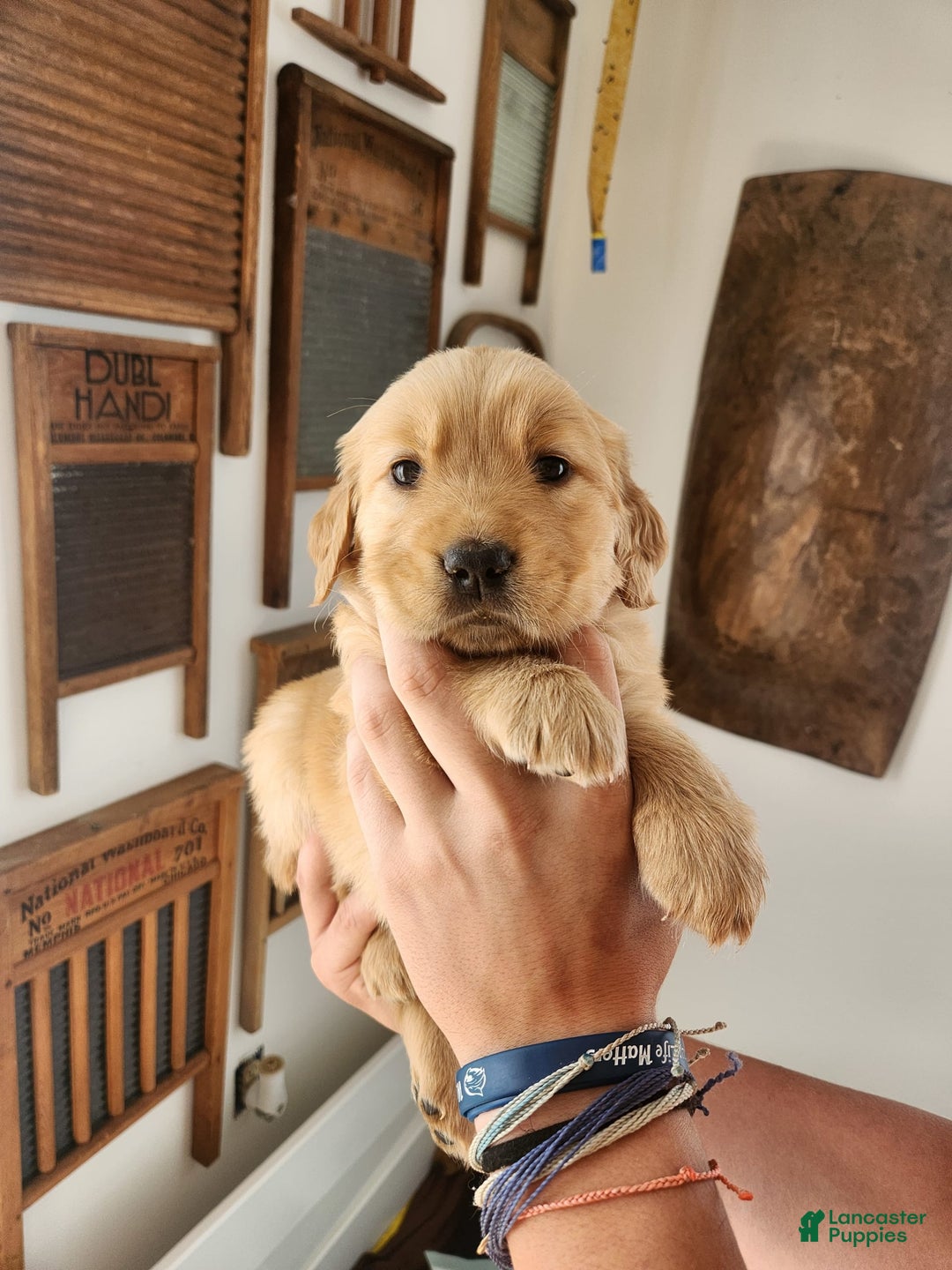 Golden Retriever dogs for sale: Miss Pink - Image 1
