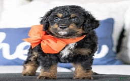 Mini Goldendoodle dogs for sale: Minnie - Image 3