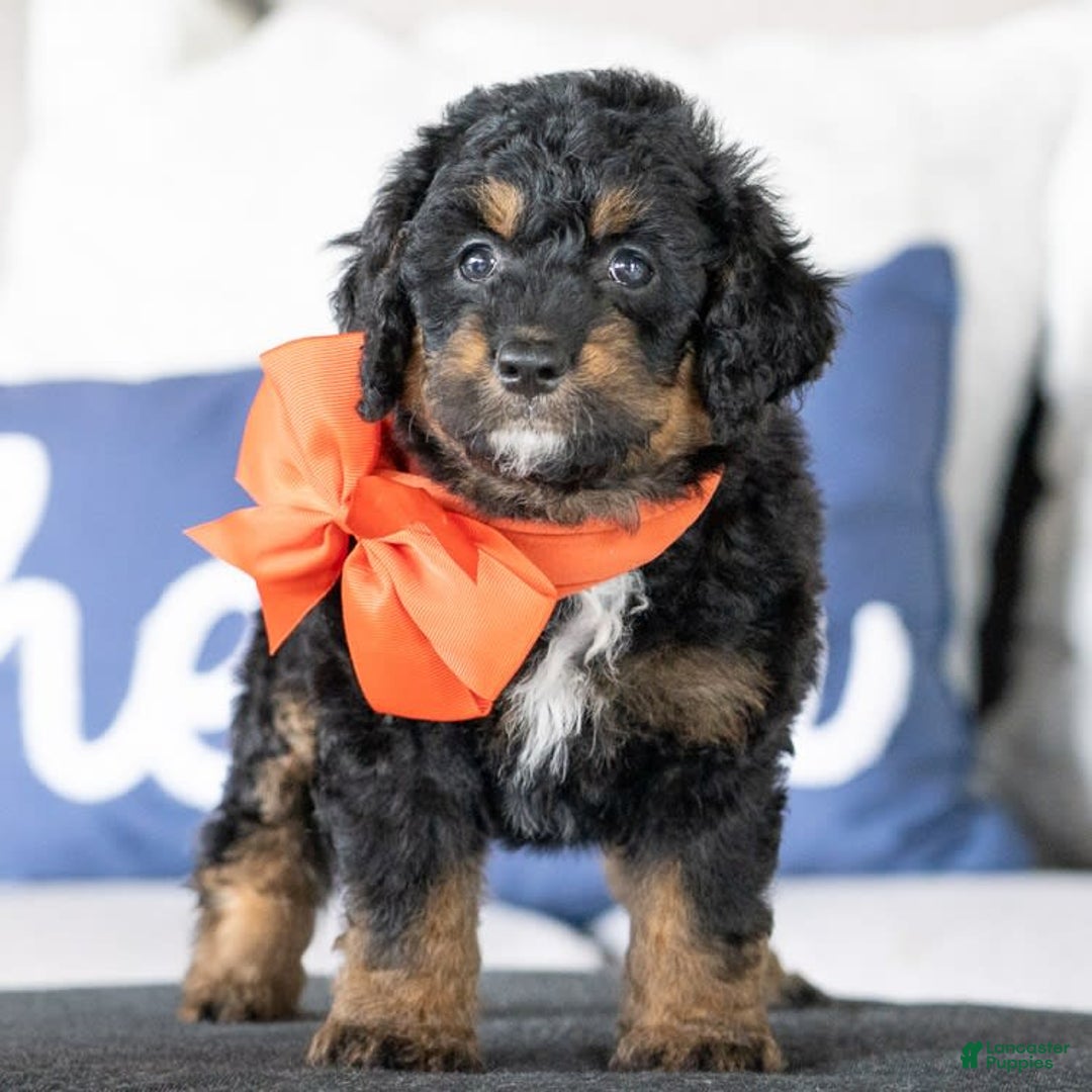 Mini Goldendoodle dogs for sale: Minnie - Image 3