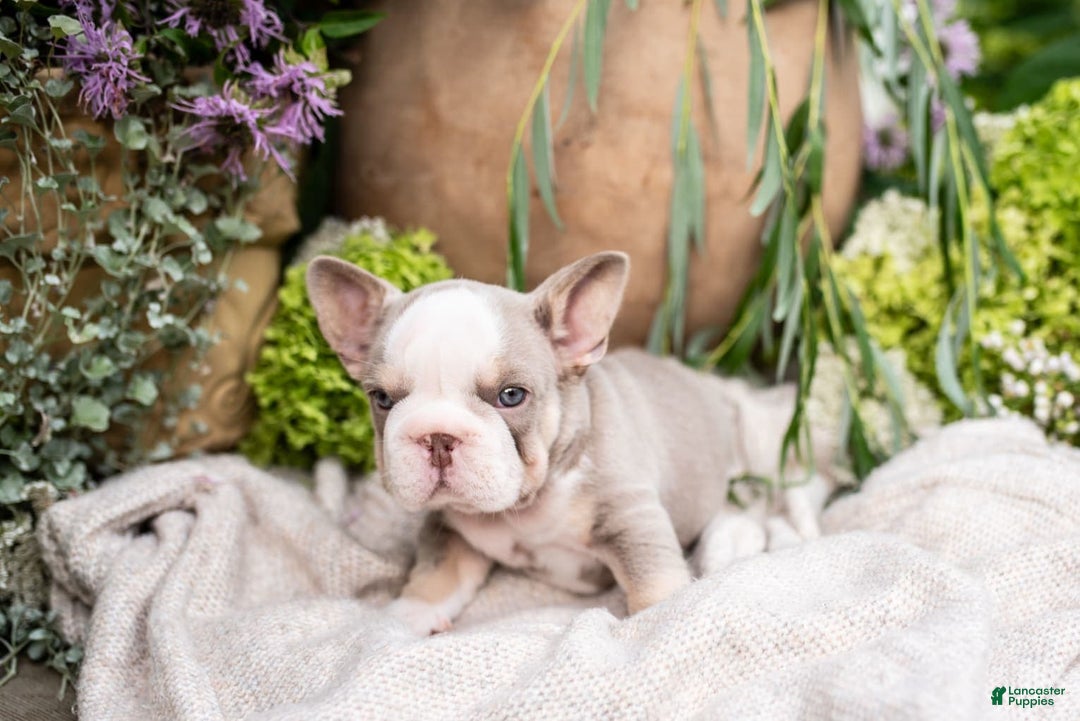 French Bulldog dogs for sale: Legend - Image 10