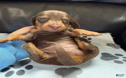 Miniature Dachshund dogs for sale: Twix - Image 1