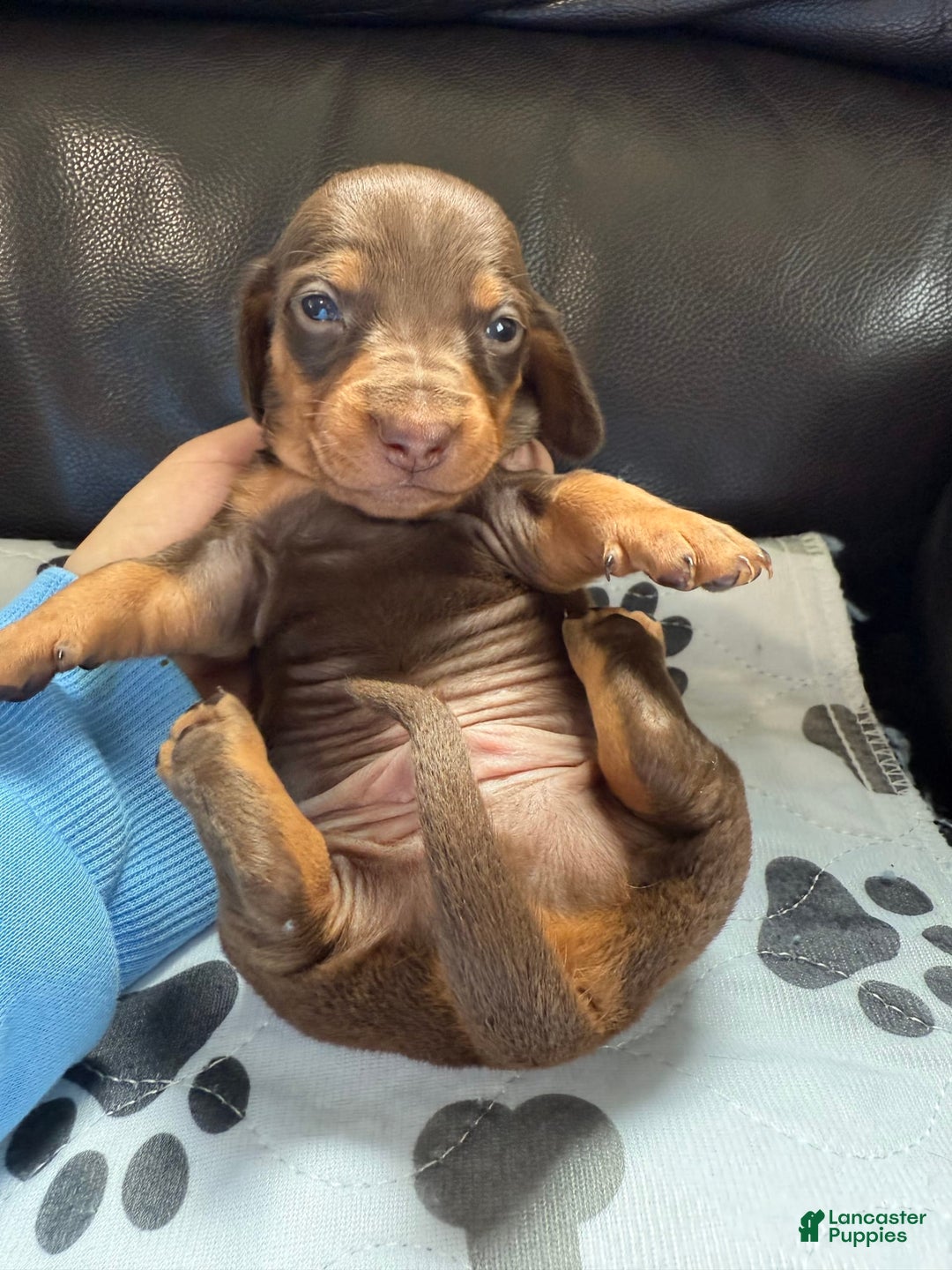 Miniature Dachshund dogs for sale: Twix - Image 1