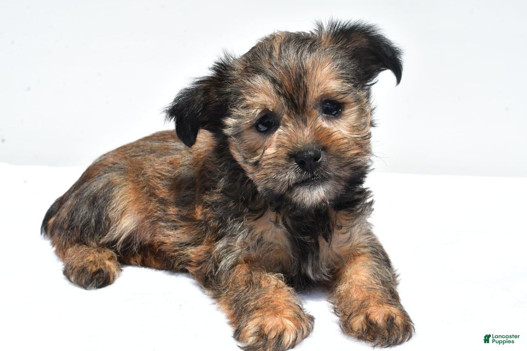 Morkie dogs for sale: Cassidy - Image 8
