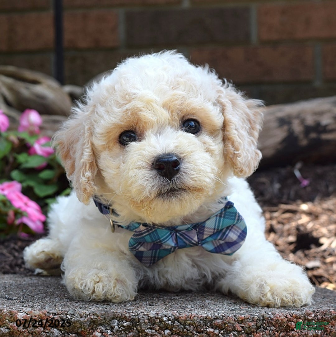 Bichpoo dogs for sale: Paxton - Image 4