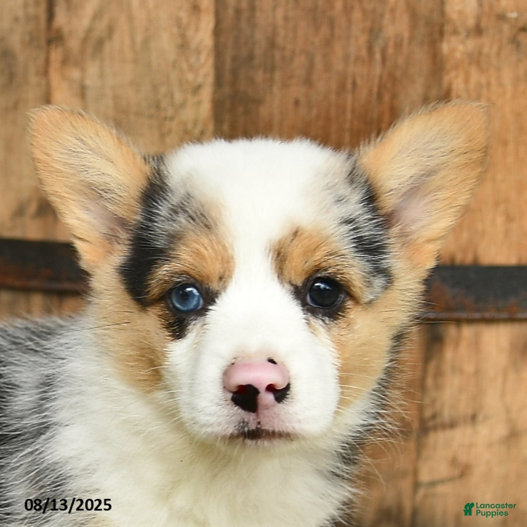 Welsh Corgi Pembroke dogs for sale: Rosemary - Image 3