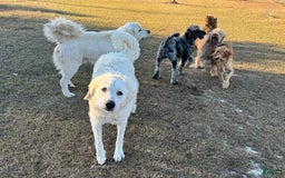 Great Pyrenees dogs for sale: Girl 1 - Image 2