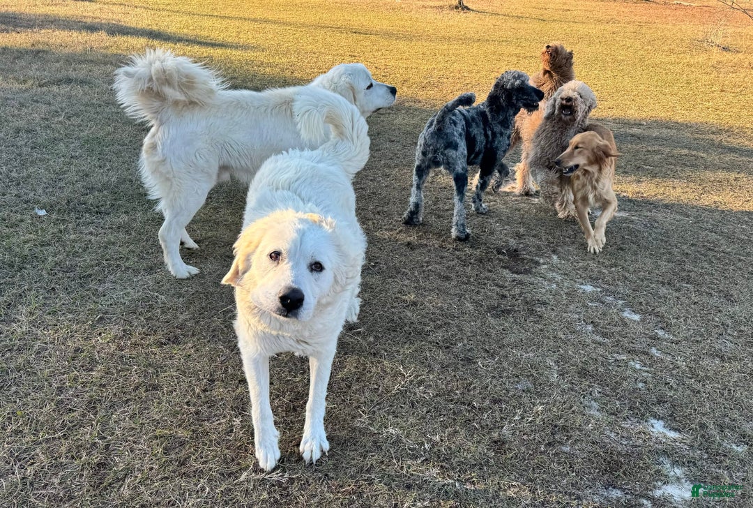 Great Pyrenees dogs for sale: Girl 1 - Image 2