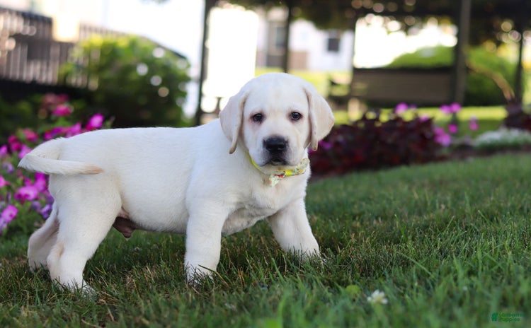 Labrador Retriever dogs for sale - Ad 4