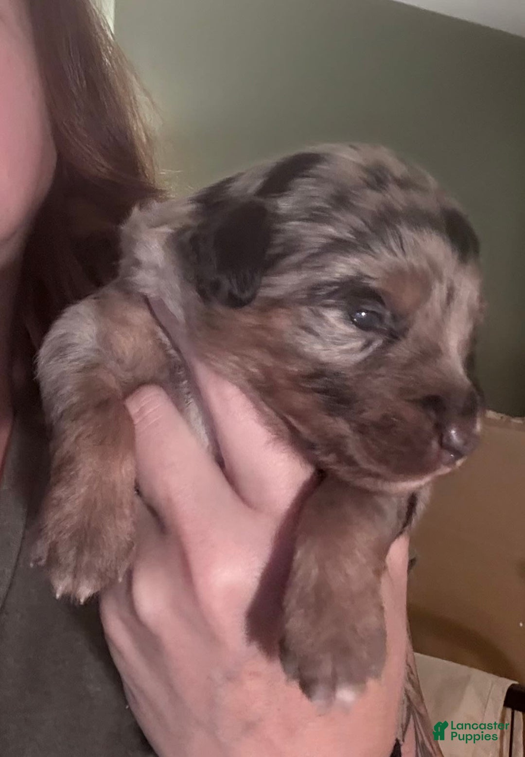 Miniature Australian Shepherd dogs for sale: Riggs - Image 5