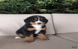 Bernese Mountain Dog dogs for sale: Jane - Image 1