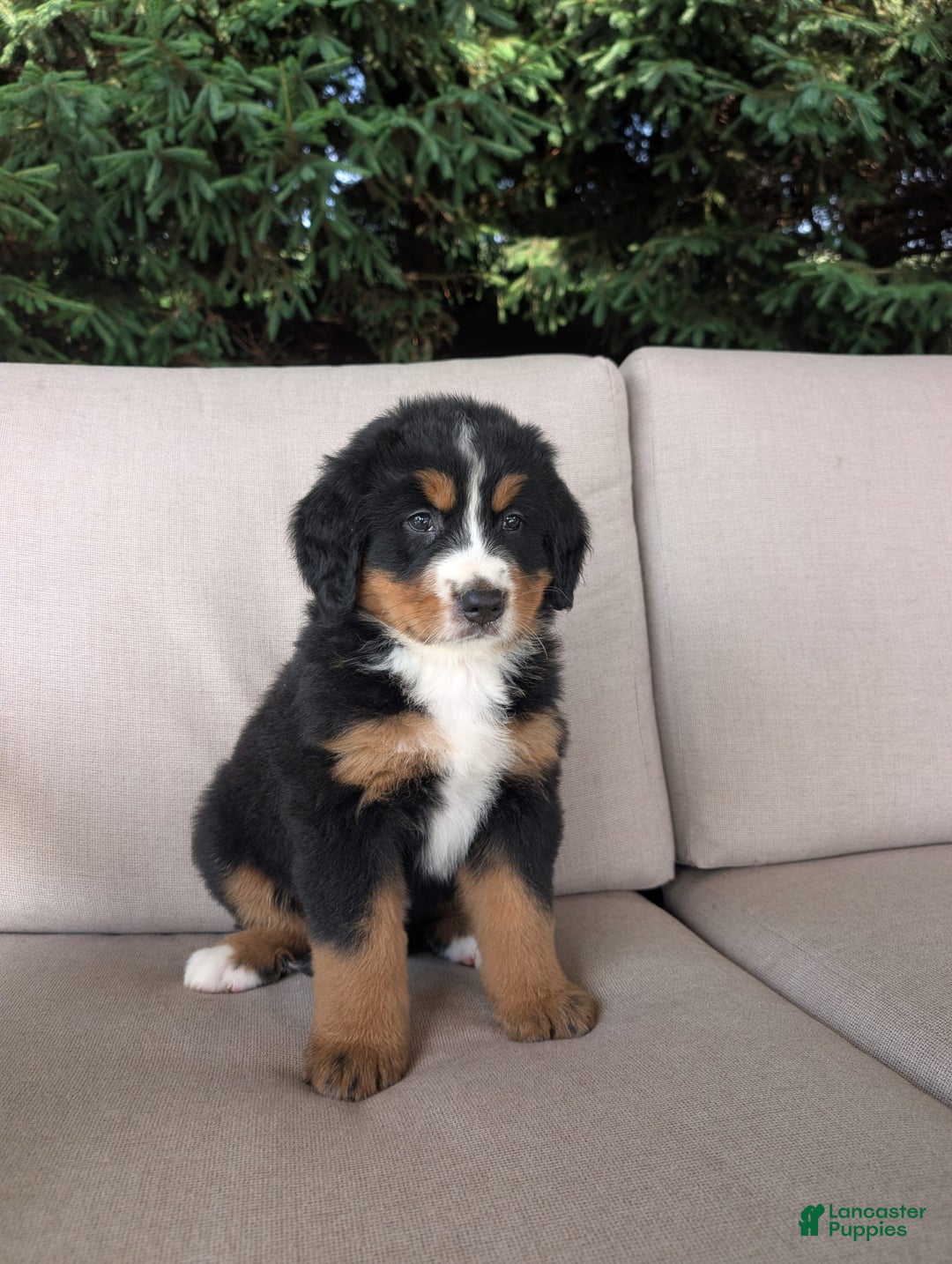 Bernese Mountain Dog dogs for sale: Jane - Image 1