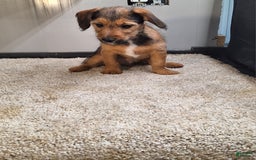Jackapoo dogs for sale: Coco - Image 4