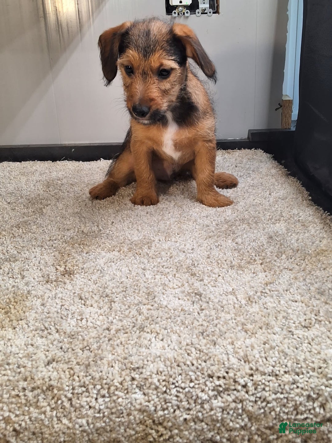 Jackapoo dogs for sale: Coco - Image 4