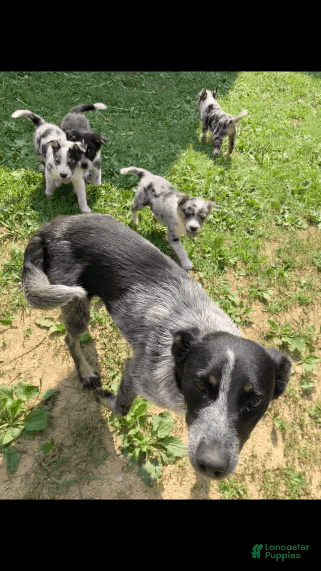 Australian Shepherd dogs for sale: Austin - Image 6