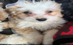Mini Bernedoodle dogs for sale: Luna - Image 2