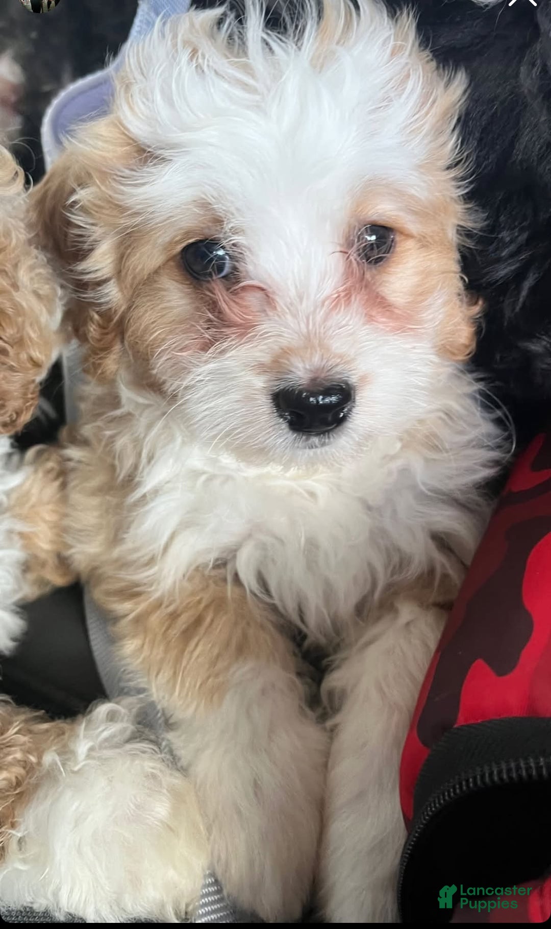 Mini Bernedoodle dogs for sale: Luna - Image 2