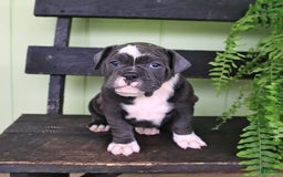 Olde English Bulldogge dogs for sale: Ravin - Image 3