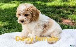 Mini Goldendoodle dogs for sale: Daisy - Image 9