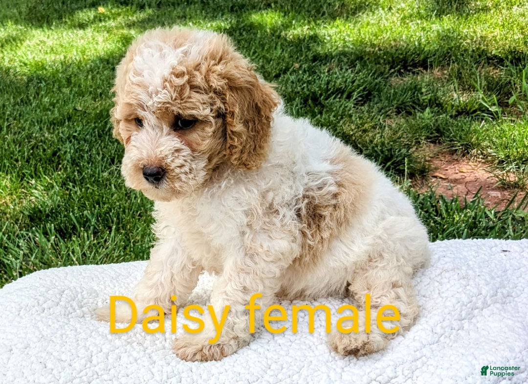 Mini Goldendoodle dogs for sale: Daisy - Image 9