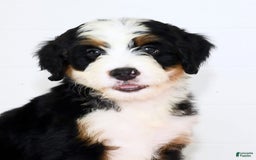 Mini Bernedoodle dogs for sale: Ben - Image 9