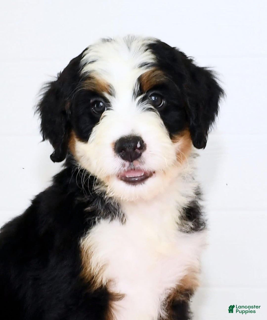 Mini Bernedoodle dogs for sale: Ben - Image 9