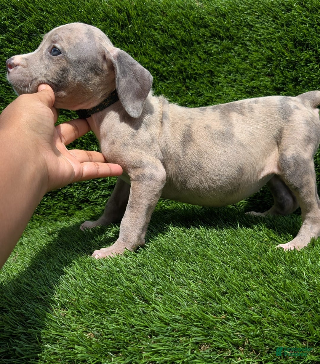 American Bully dogs for sale: Green Girl - Image 9