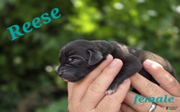 Great Dane dogs for sale: Reese - Image 1