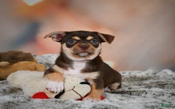 Chihuahua dogs for sale: Ollie - Image 1