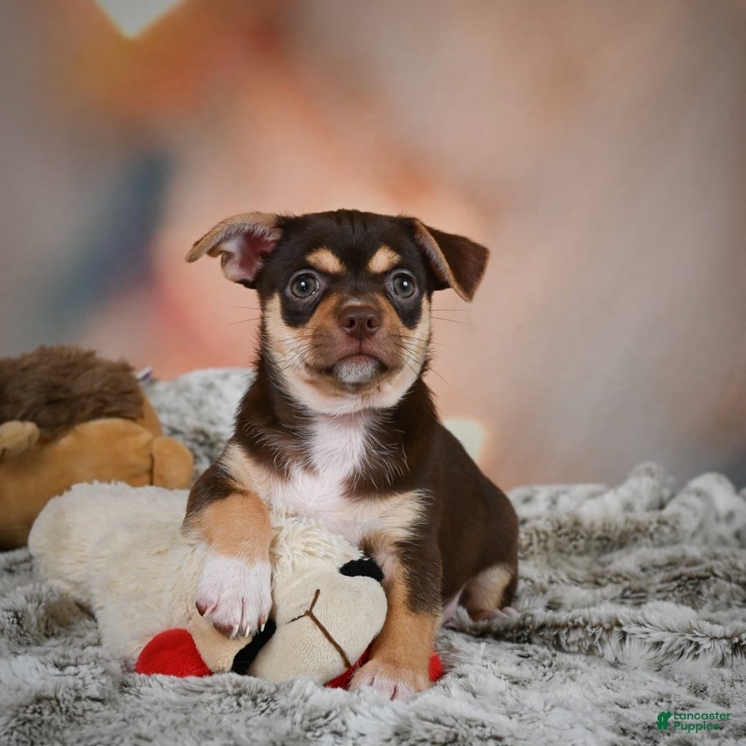 Chihuahua dogs for sale: Ollie - Image 1