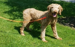 Goldendoodle dogs for sale: Addison - Image 11