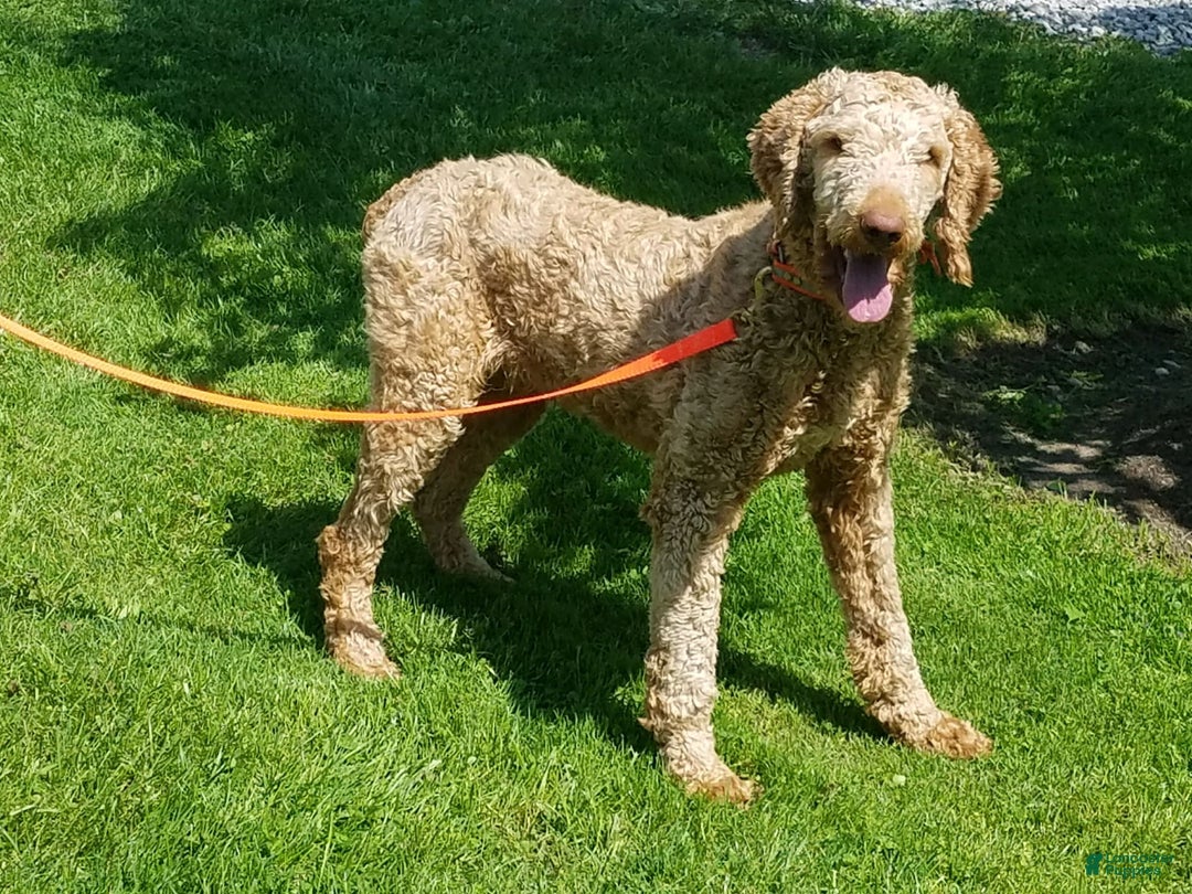 Goldendoodle dogs for sale: Addison - Image 11