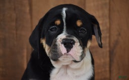 Beabull dogs for sale: Clint - Image 7