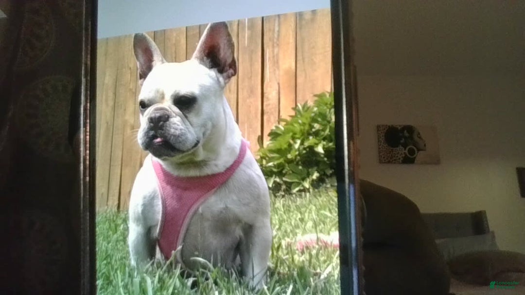 French Bulldog dogs for sale: Casey - Image 5