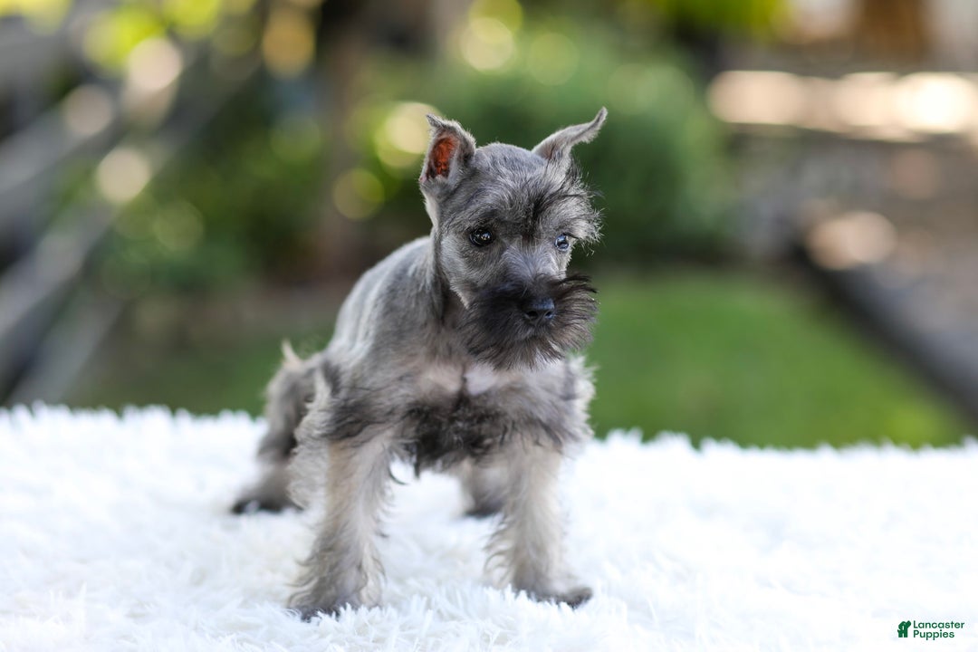 Miniature Schnauzer dogs for sale: Baxter - Image 13