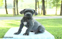 Cane Corso dogs for sale: Dexter - Image 4