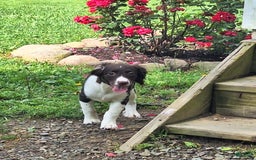 English Springer Spaniel dogs for sale: Jonie - Image 14