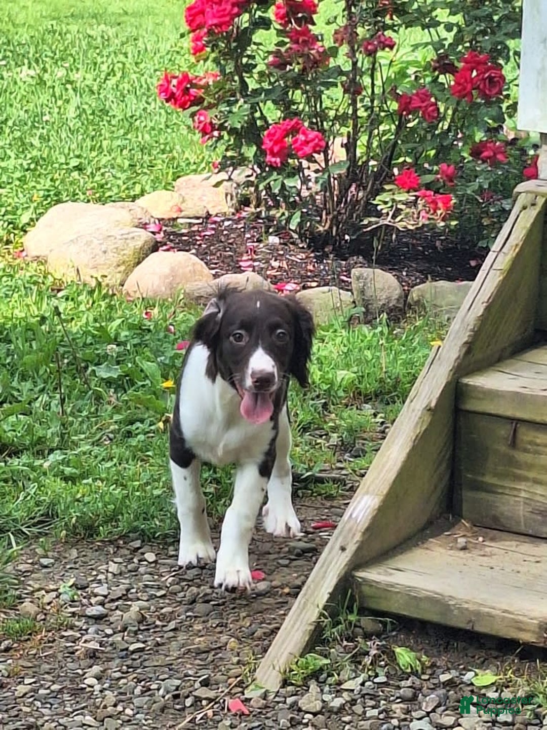 English Springer Spaniel dogs for sale: Jonie - Image 14