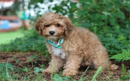 Yorkiepoo dogs for sale: Max - Image 6