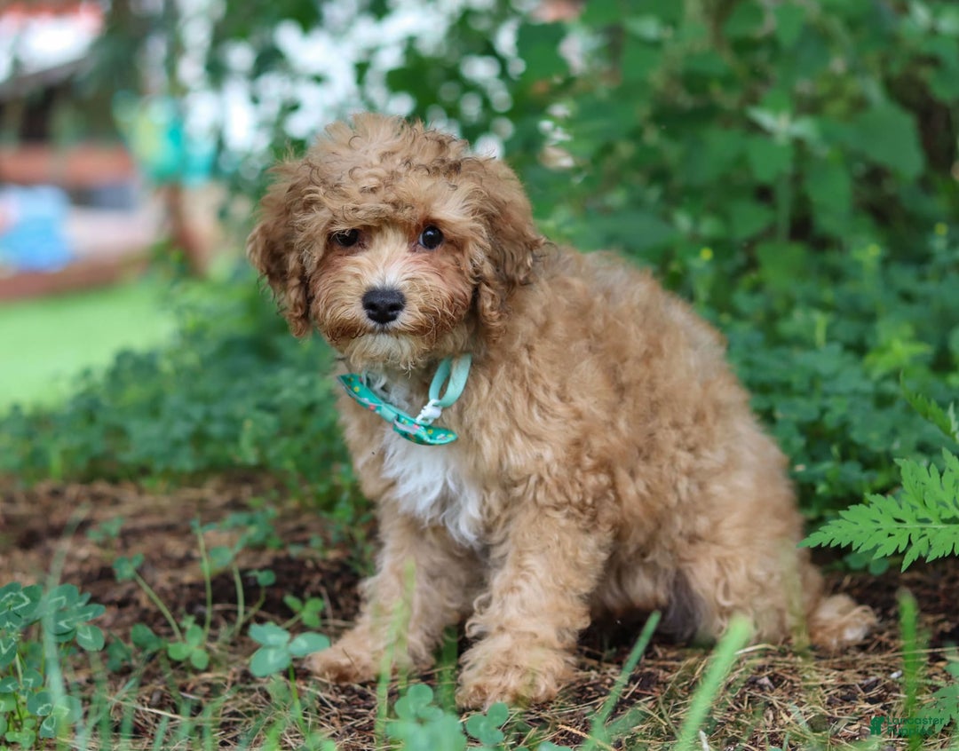 Yorkiepoo dogs for sale: Max - Image 6