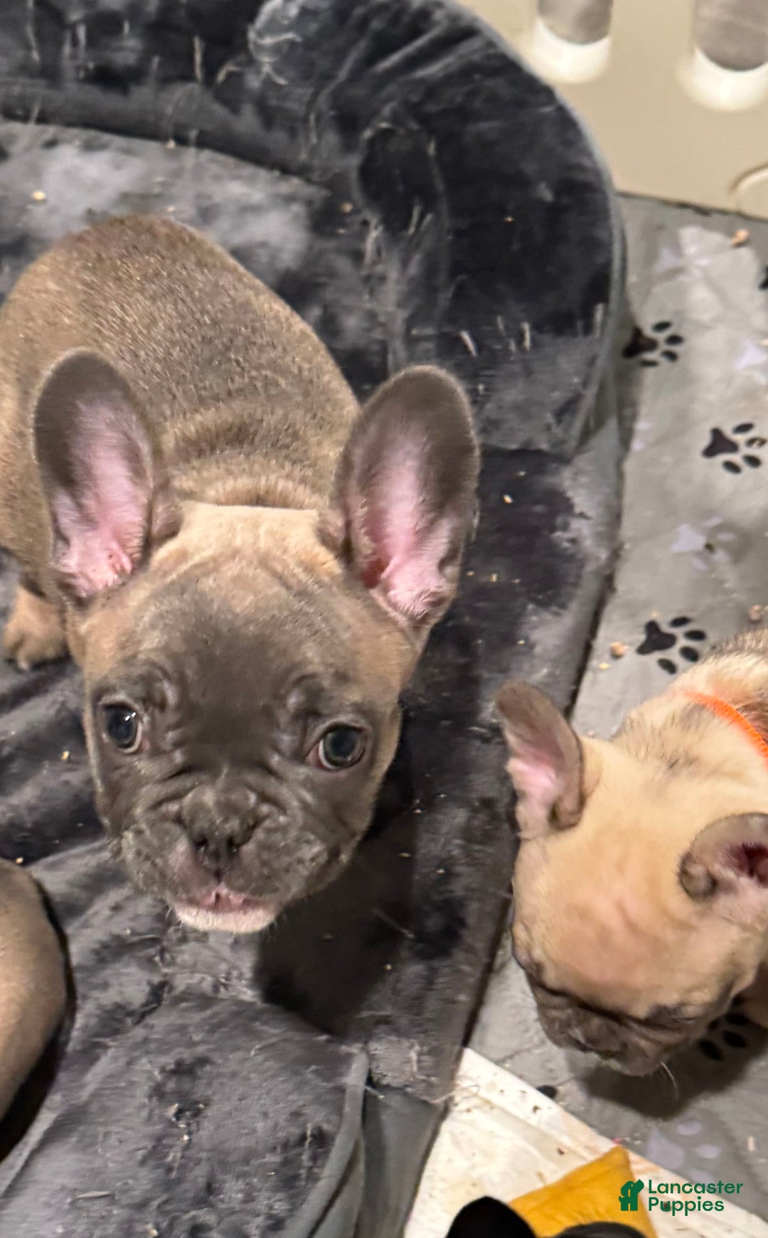 French Bulldog dogs for sale: Zeus - Image 12