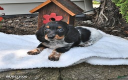 Miniature Dachshund dogs for sale: Maggie - Image 3